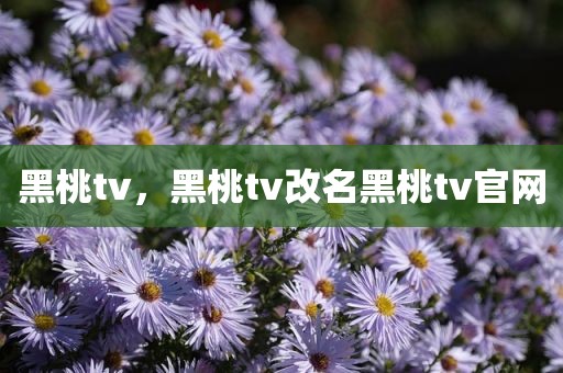 黑桃tv，黑桃tv改名黑桃tv官网