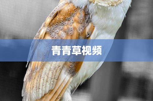青青草视频