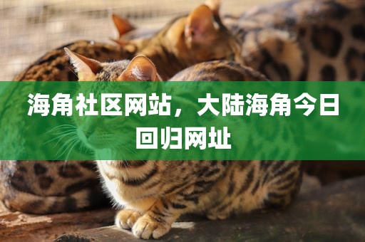 海角社区网站，大陆海角今日回归网址
