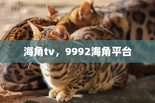 海角tv，9992海角平台
