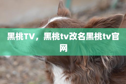 黑桃TV，黑桃tv改名黑桃tv官网