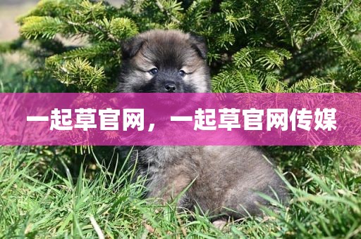 一起草官网，一起草官网传媒