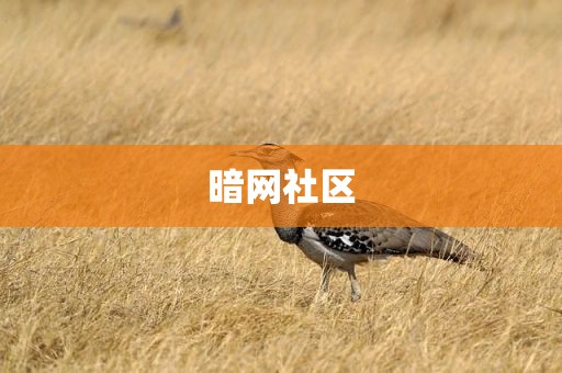 暗网社区