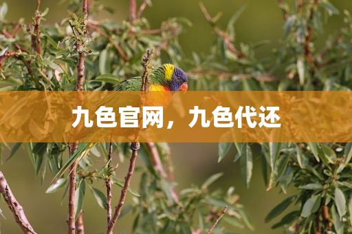 九色官网，九色代还