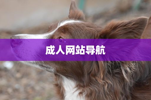 成人网站导航