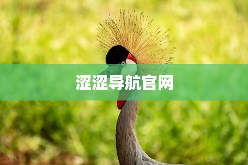 涩涩导航官网