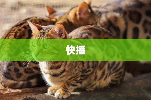 快播