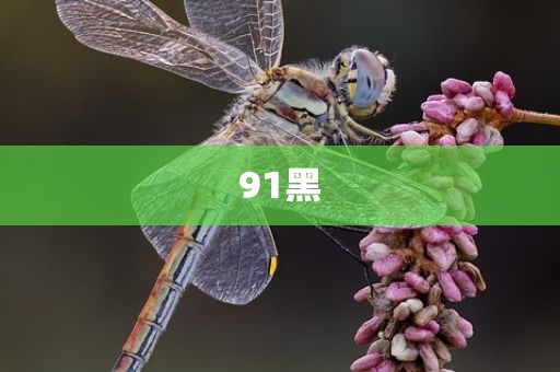 91黑