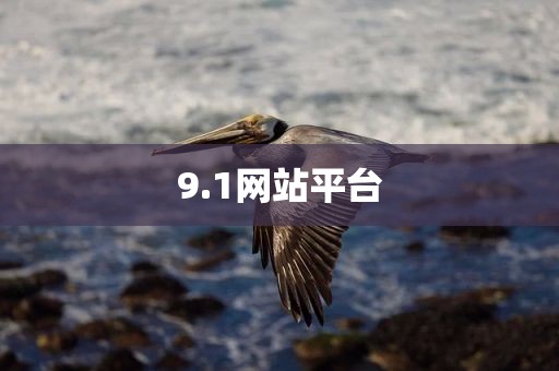 9.1网站平台