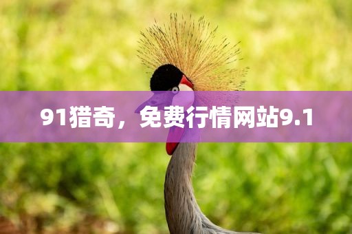 91猎奇，免费行情网站9.1