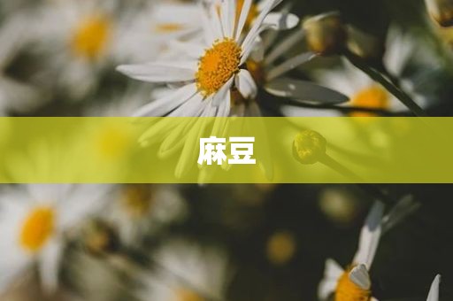 麻豆