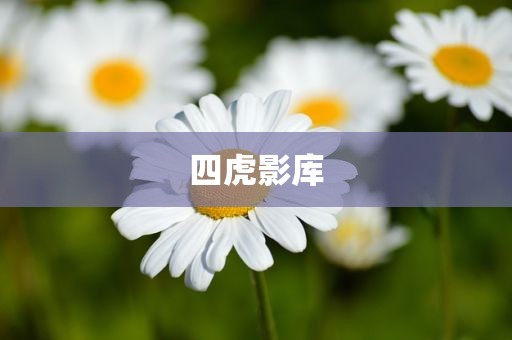 四虎影库