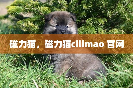 磁力猫，磁力猫cilimao 官网