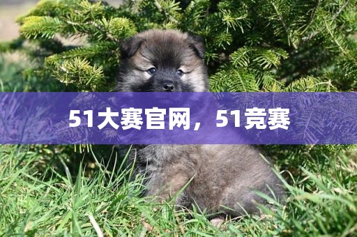 51大赛官网，51竞赛