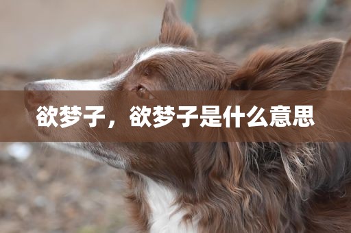 欲梦子，欲梦子是什么意思