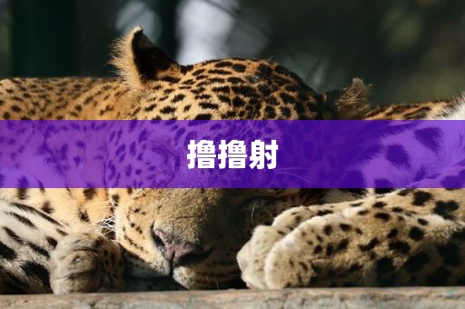 撸撸射
