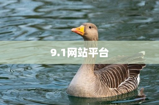 9.1网站平台
