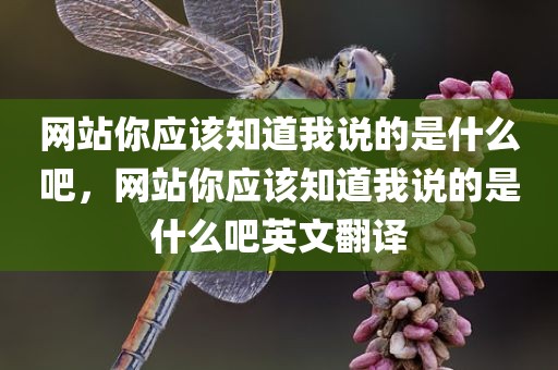 网站你应该知道我说的是什么吧，网站你应该知道我说的是什么吧英文翻译