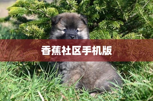 香蕉社区手机版