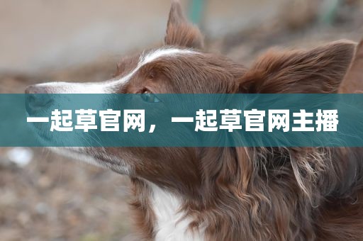 一起草官网，一起草官网主播