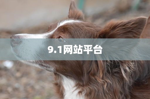 9.1网站平台