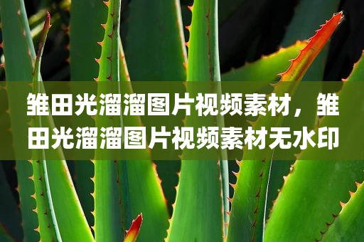 雏田光溜溜图片视频素材，雏田光溜溜图片视频素材无水印