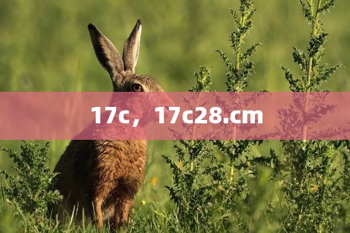 17c，17c28.cm