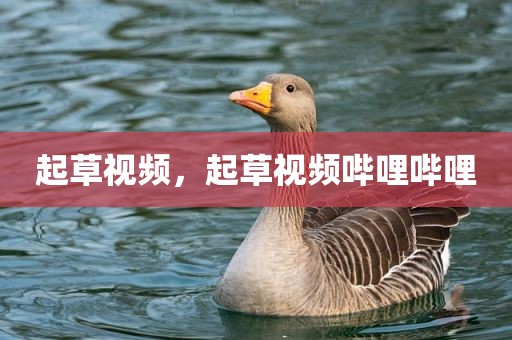 起草视频，起草视频哔哩哔哩