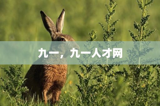 九一，九一人才网