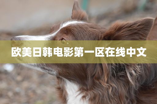 欧美日韩电影第一区在线中文