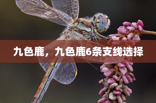 九色鹿，九色鹿6条支线选择
