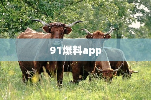 91爆料app