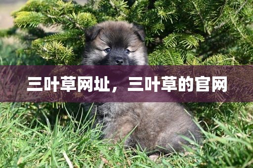 三叶草网址，三叶草的官网