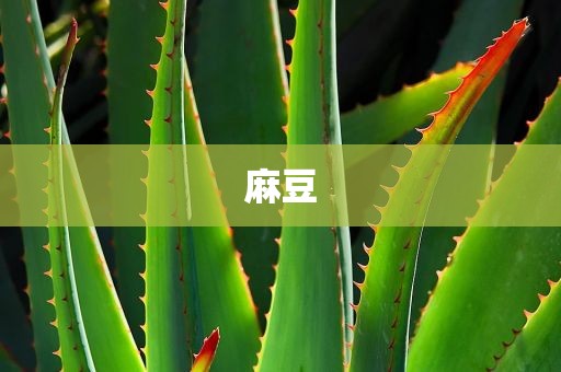 麻豆