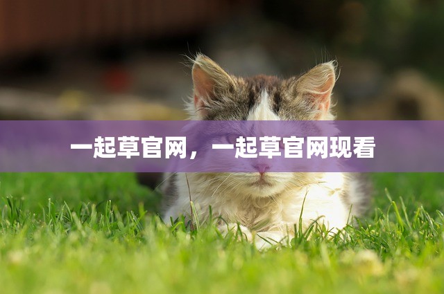 一起草官网，一起草官网现看