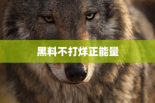黑料不打烊正能量