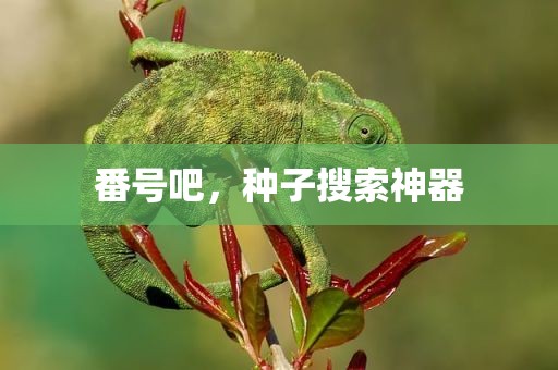 番号吧，种子搜索神器