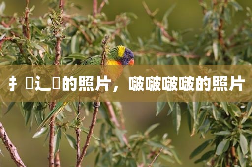 扌喿辶畐的照片，啵啵啵啵的照片