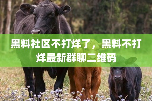 黑料社区不打烊了，黑料不打烊最新群聊二维码