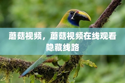 蘑菇视频，蘑菇视频在线观看隐藏线路