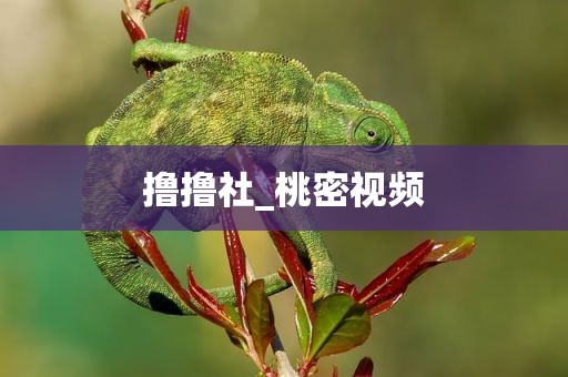 撸撸社_桃密视频
