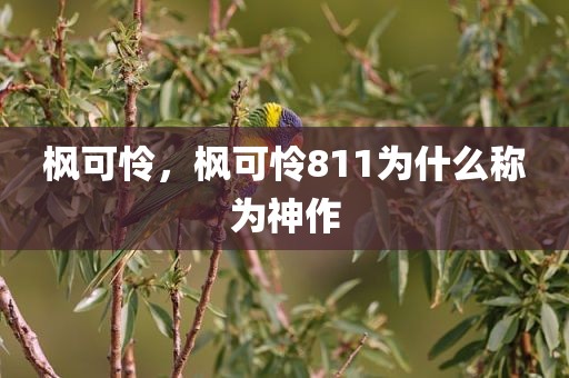 枫可怜，枫可怜811为什么称为神作