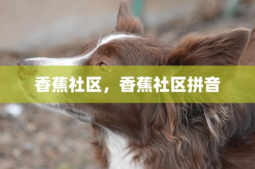 香蕉社区，香蕉社区拼音