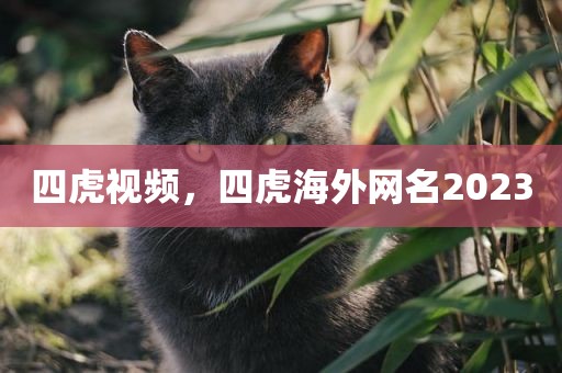 四虎视频，四虎海外网名2023