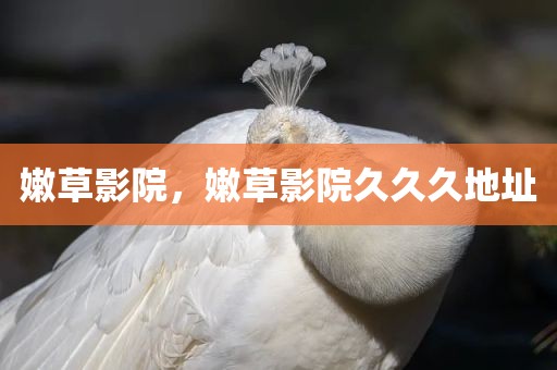嫩草影院，嫩草影院久久久地址