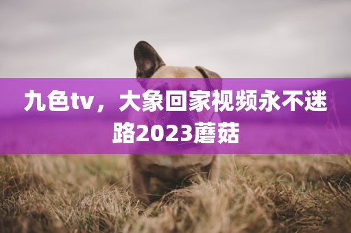 九色tv，大象回家视频永不迷路2023蘑菇