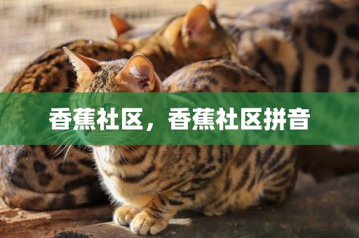 香蕉社区，香蕉社区拼音