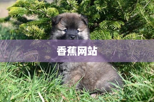 香蕉网站