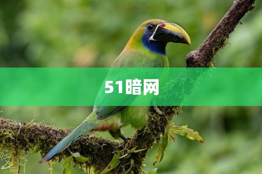 51暗网