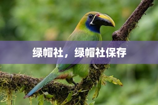绿帽社，绿帽社保存